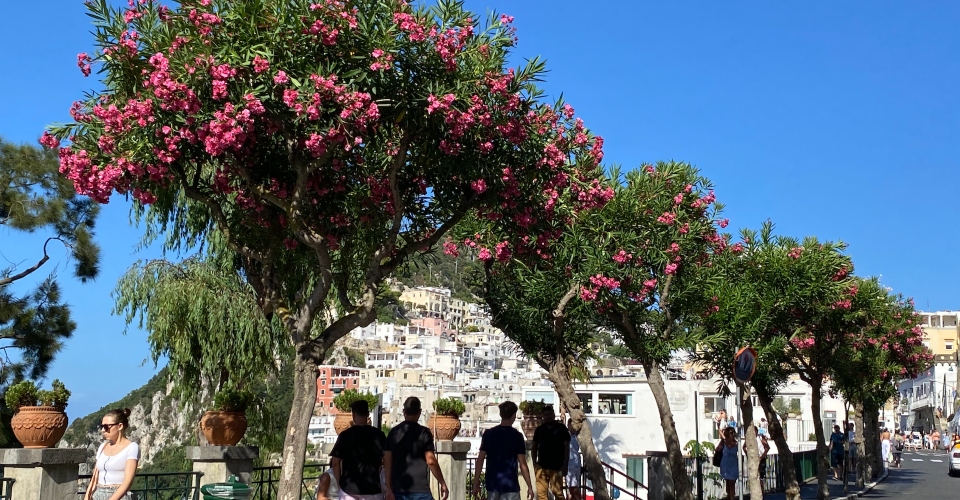 Capri